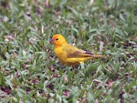 Saffron Finch is a Tanager from South America Curacao